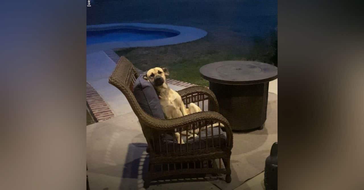 sabiaspalavras.com - Mulher acorda e encontra cadelinha de rua sentada confortavelmente em sua cadeira no quintal