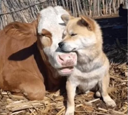 sabiaspalavras.com - Vaca adota e amamenta sete cãezinhos que perderam a mãe