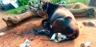 Vaca adota e amamenta sete cãezinhos que perderam a mãe