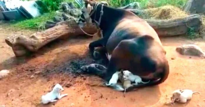 Vaca adota e amamenta sete cãezinhos que perderam a mãe