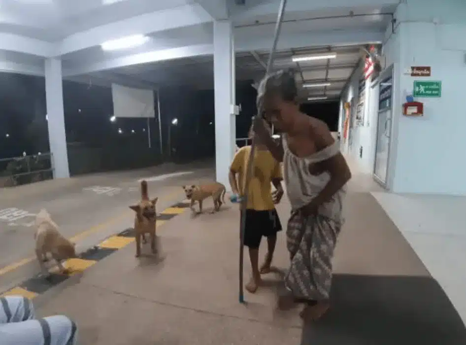 Cães encontram idosa cega caída e a protegem sabiaspalavras.com - Cães encontram idosa cega caída e a protegem
