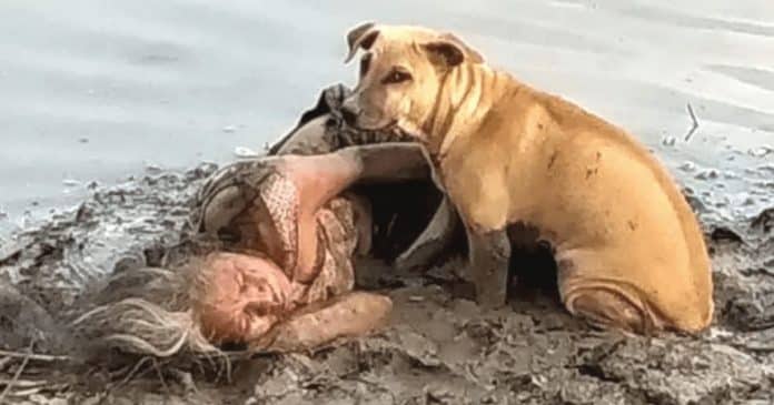 Cães encontram idosa cega caída e a protegem