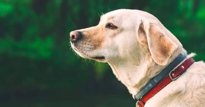 Cão salva dono de um AVC, mas morre 12 dias depois por ansiedade de separação