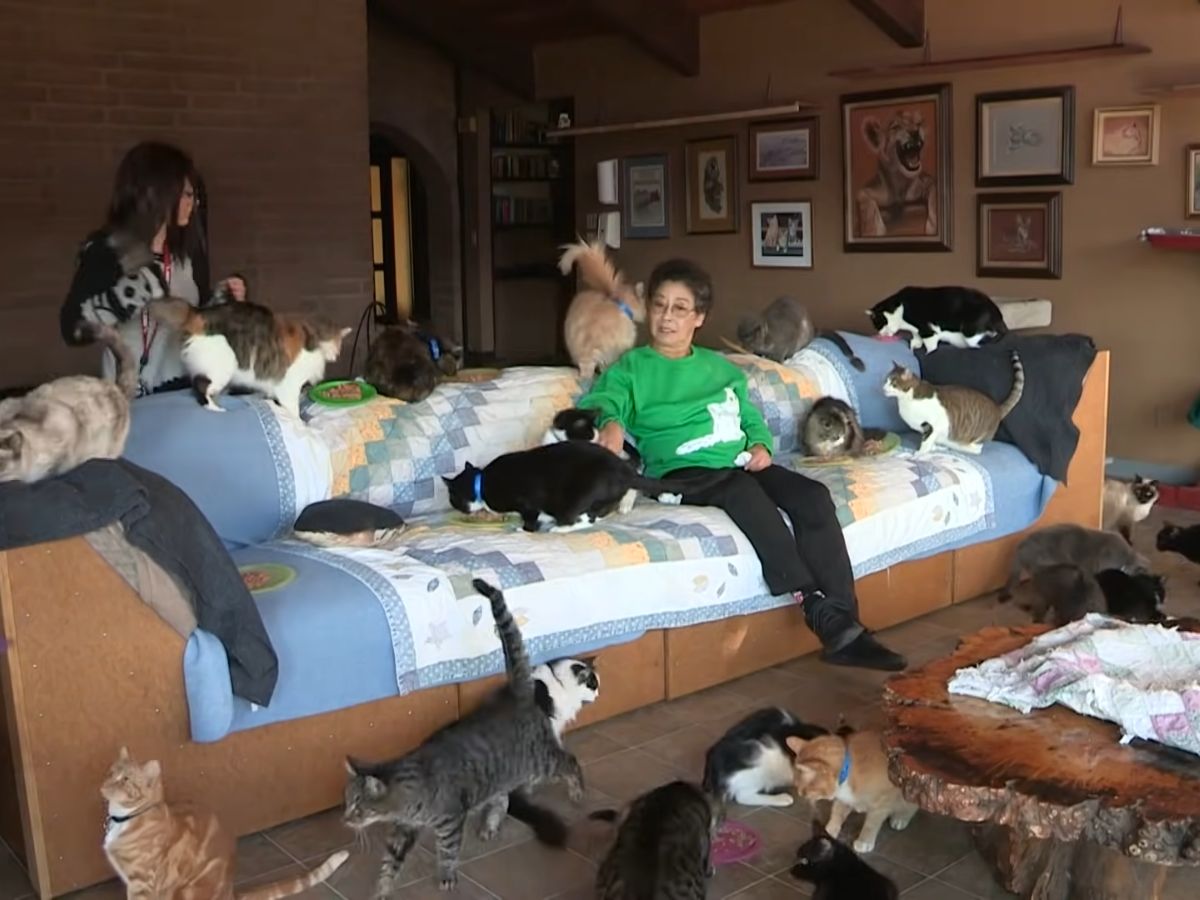 sabiaspalavras.com - Conheça como é a casa de uma mulher que vive com nada menos do que 1.000 gatos