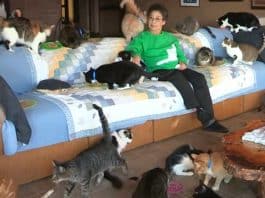 Conheça como é a casa de uma mulher que vive com nada menos do que 1.000 gatos
