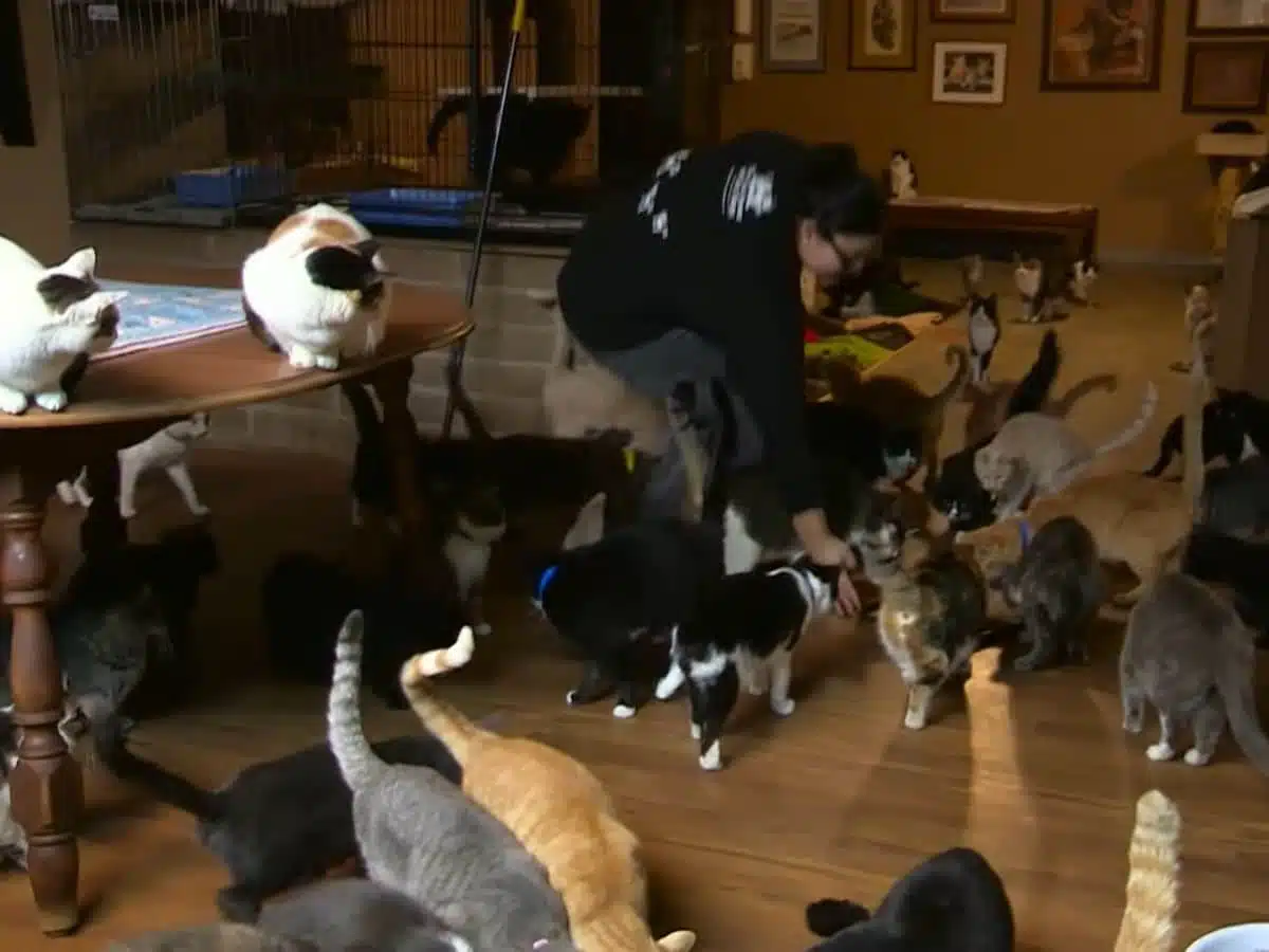 Conheça como é a casa de uma mulher que vive com nada menos do que 1.000 gatos sabiaspalavras.com - Conheça como é a casa de uma mulher que vive com nada menos do que 1.000 gatos