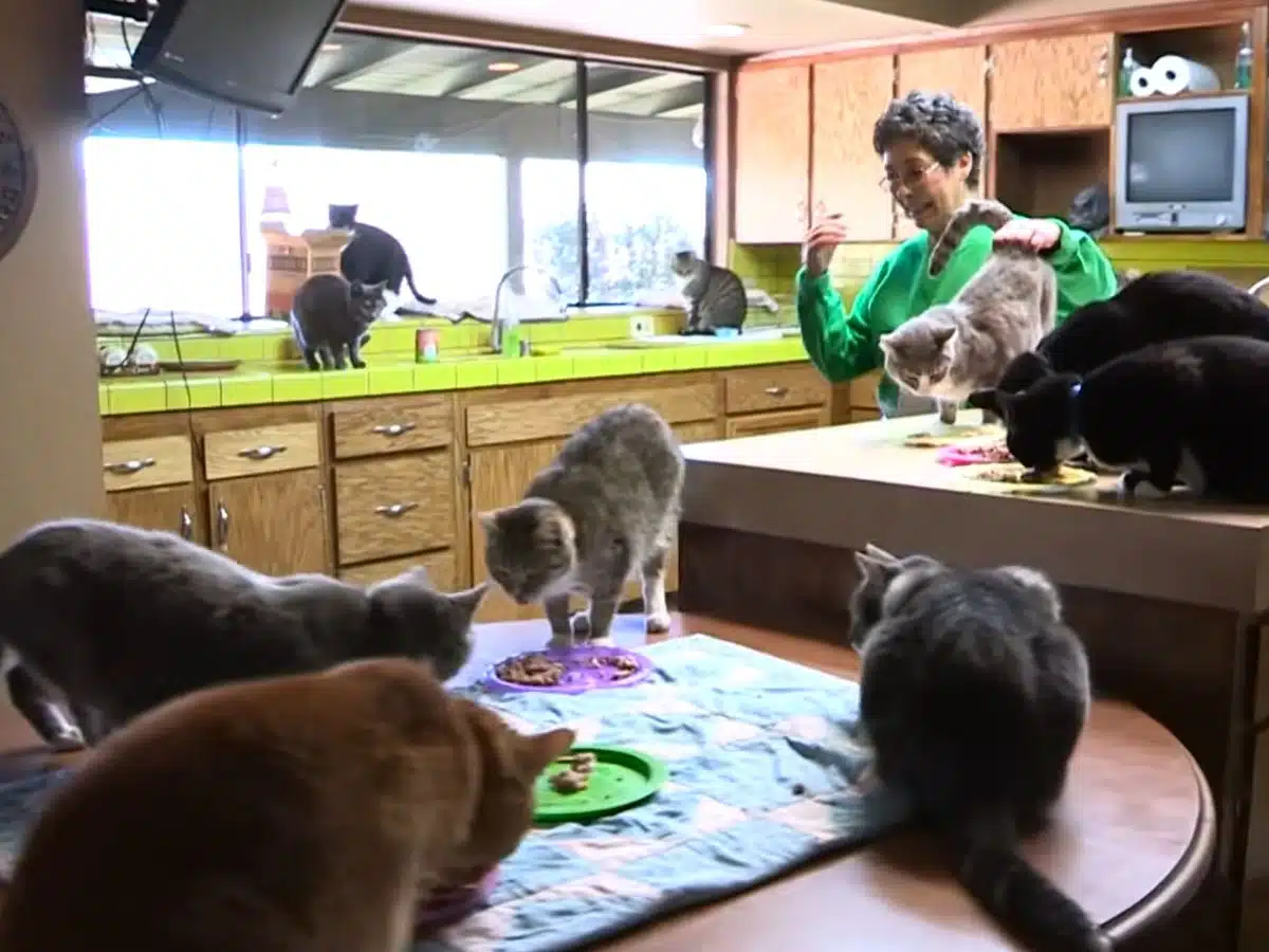 Conheça como é a casa de uma mulher que vive com nada menos do que 1.000 gatos sabiaspalavras.com - Conheça como é a casa de uma mulher que vive com nada menos do que 1.000 gatos