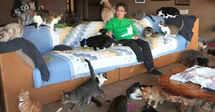 Conheça como é a casa de uma mulher que vive com nada menos do que 1.000 gatos
