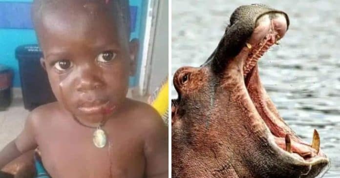 Criança de 2 anos é engolida por hipopótamo e o animal o cuspiu vivo