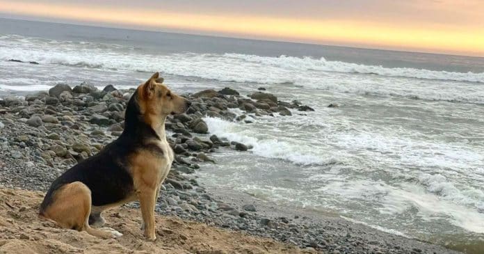 “Partiu meu coração”: Cão vai todos os dias para a praia esperar pelo dono que o mar levou