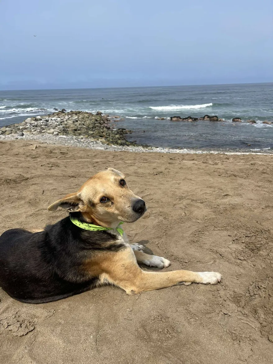 sabiaspalavras.com - "Partiu meu coração": Cão vai todos os dias para a praia esperar pelo dono que o mar levou