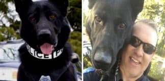 Após prender 166 suspeitos, cão da polícia se aposenta após 10 anos de trabalho