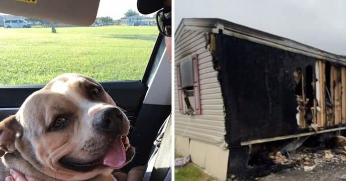 Cão morre depois de acordar dona e ajudá-la a escapar de incêndio: “Se ele não tivesse entrado lá, Jaylee teria morrido”