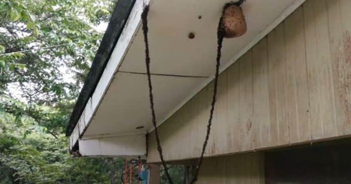 Exército de formigas forma “ponte viva” para atacar ninho de vespas