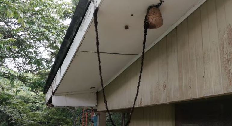 sabiaspalavras.com - Exército de formigas forma “ponte viva” para atacar ninho de vespas