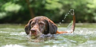 ‘FALSO CÃO HERÓI’: Cachorro empurrava crianças para dentro de rio para ganhar carne de recompensa