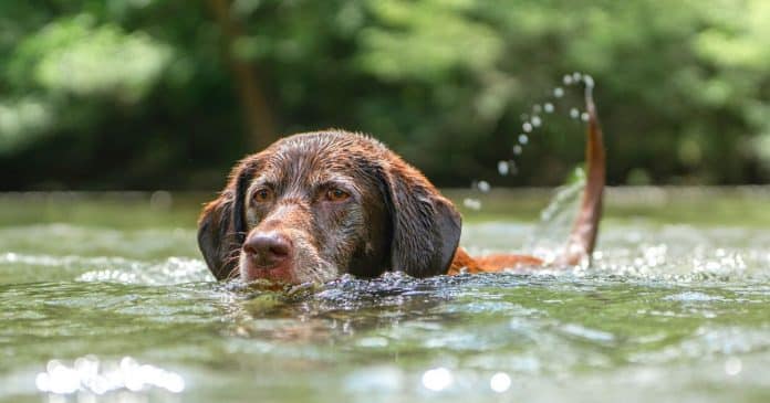 ‘FALSO CÃO HERÓI’: Cachorro empurrava crianças para dentro de rio para ganhar carne de recompensa