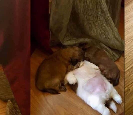 Fiquei com medo no começo, depois percebi que é assim que ele dorme