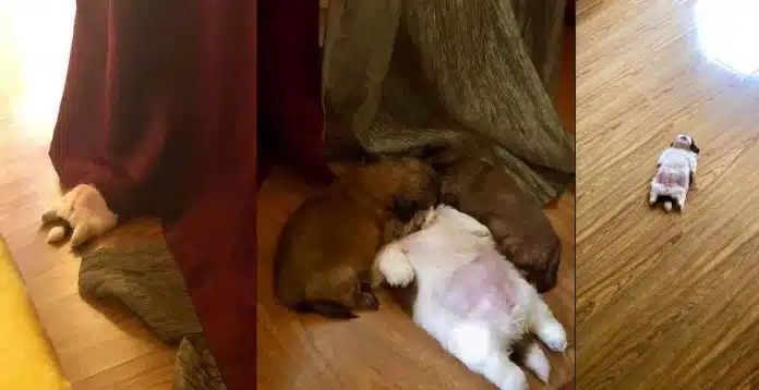 fiquei-com-medo-no-comeco-depois-percebi-que-e-assim-que-ele-dorme Fiquei com medo no começo, depois percebi que é assim que ele dorme