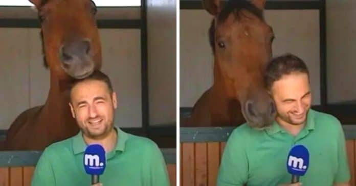 Jornalista não consegue gravar pois cavalo hilariante rouba toda a reportagem