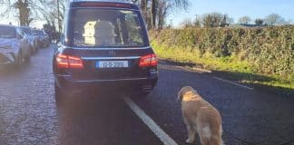 LEALDADE: Cachorrinha caminha atrás do caixão da dona em homenagem comovente