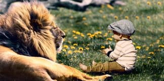 Leões salvam menina de raptores