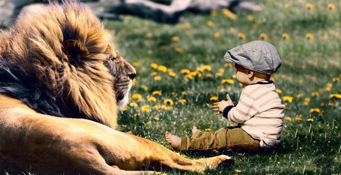 Leões salvam menina de raptores