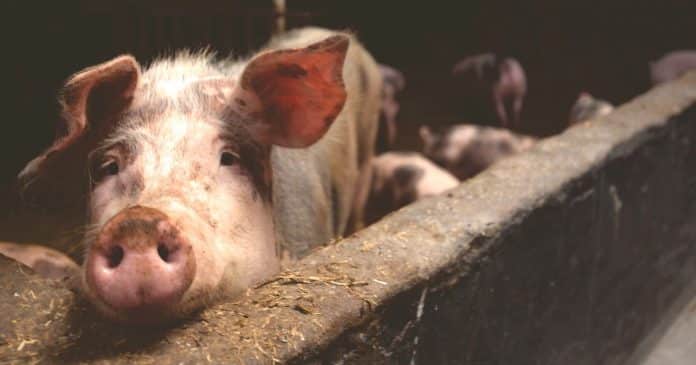 Porco luta e “se vinga” de açougueiro em matadouro