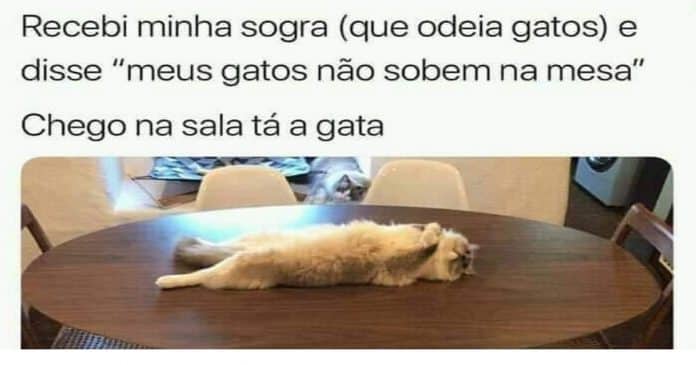 Sabem porque os gatos se esfregam nas pessoas?