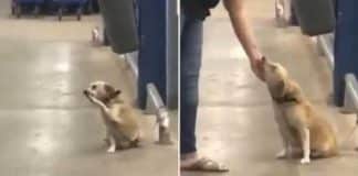 Abandonado no supermercado, cãozinho ‘abana’ a cauda para TODOS os clientes