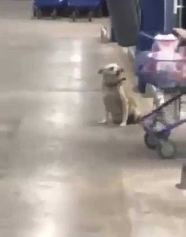 sabiaspalavras.com - Abandonado no supermercado, cãozinho ‘abana’ a cauda para TODOS os clientes