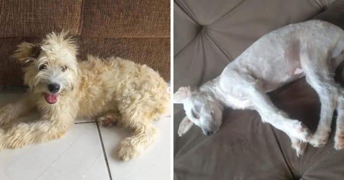 Ao comprar sofá usado, mulher encontra cão vivendo dentro dele