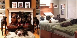 Casal resolveu criar uma cama IMENSA para compartilhar com seus oito cães