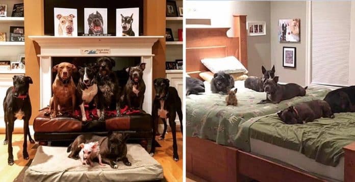 Casal resolveu criar uma cama IMENSA para compartilhar com seus oito cães