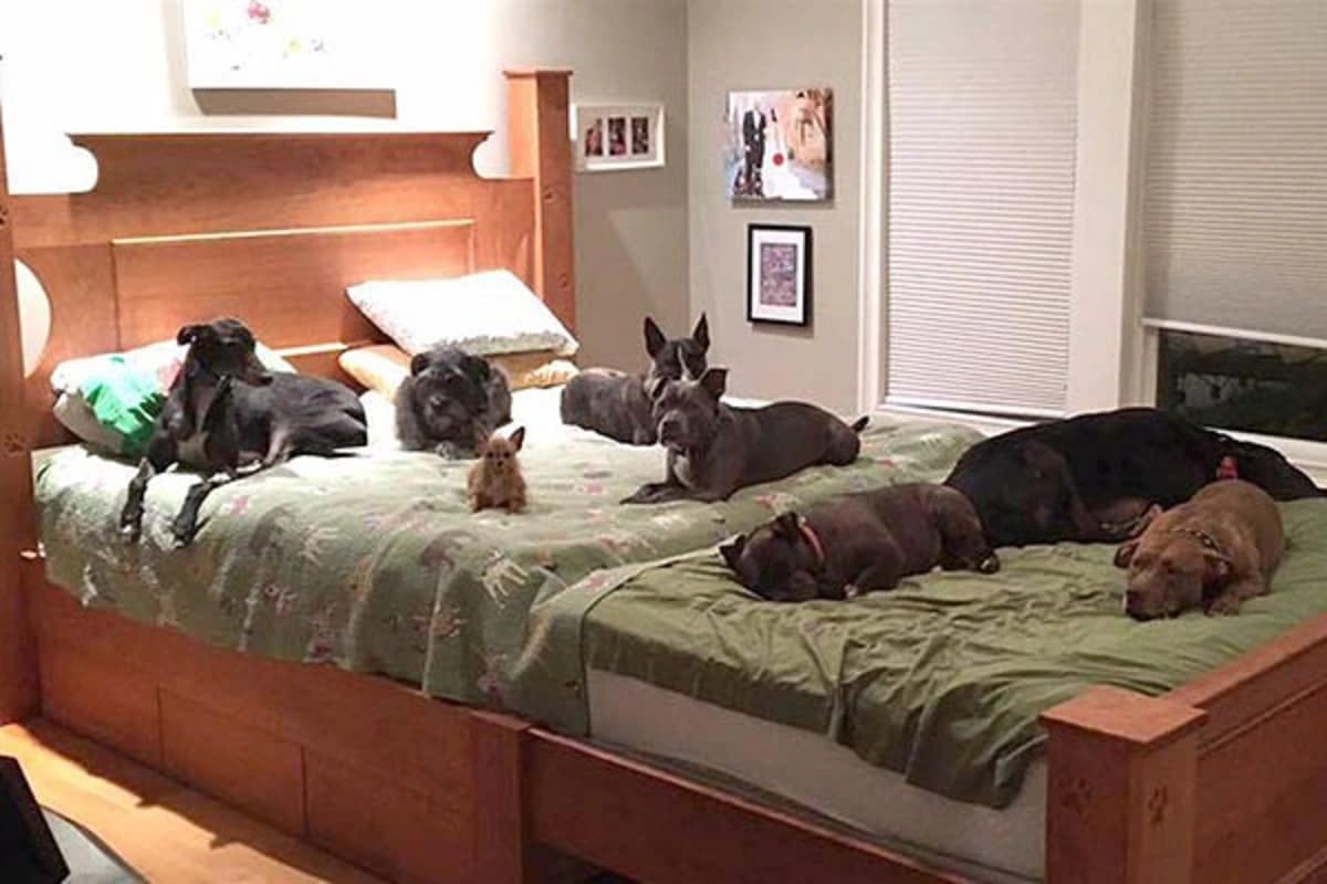 sabiaspalavras.com - Casal resolveu criar uma cama IMENSA para compartilhar com seus oito cães