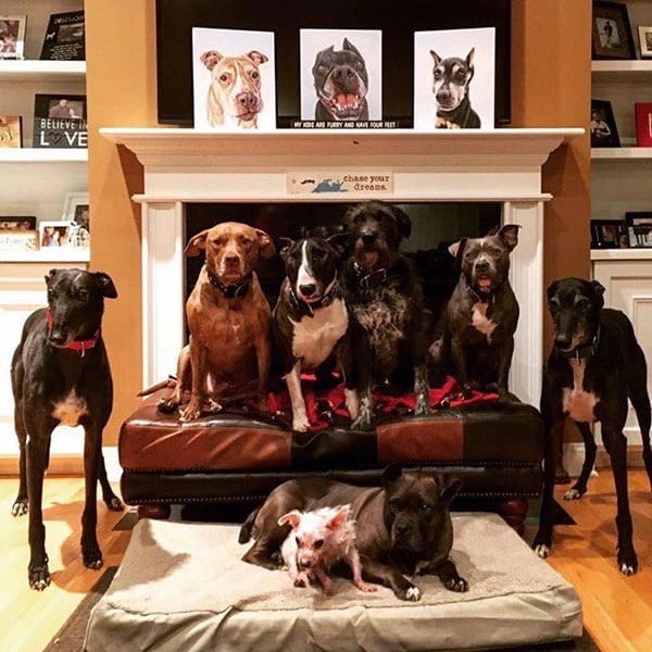 sabiaspalavras.com - Casal resolveu criar uma cama IMENSA para compartilhar com seus oito cães