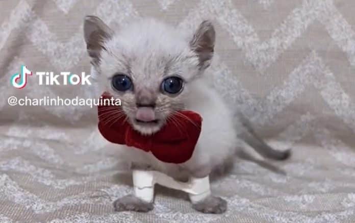 Charlinho, o gato resgatado com deficiência nas patas que agora é o queridinho da Internet