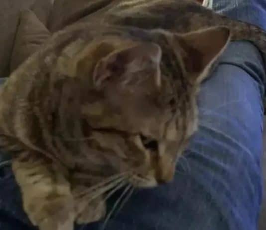 Depois de um cochilo em casa homem acorda com uma gata desconhecida no colo