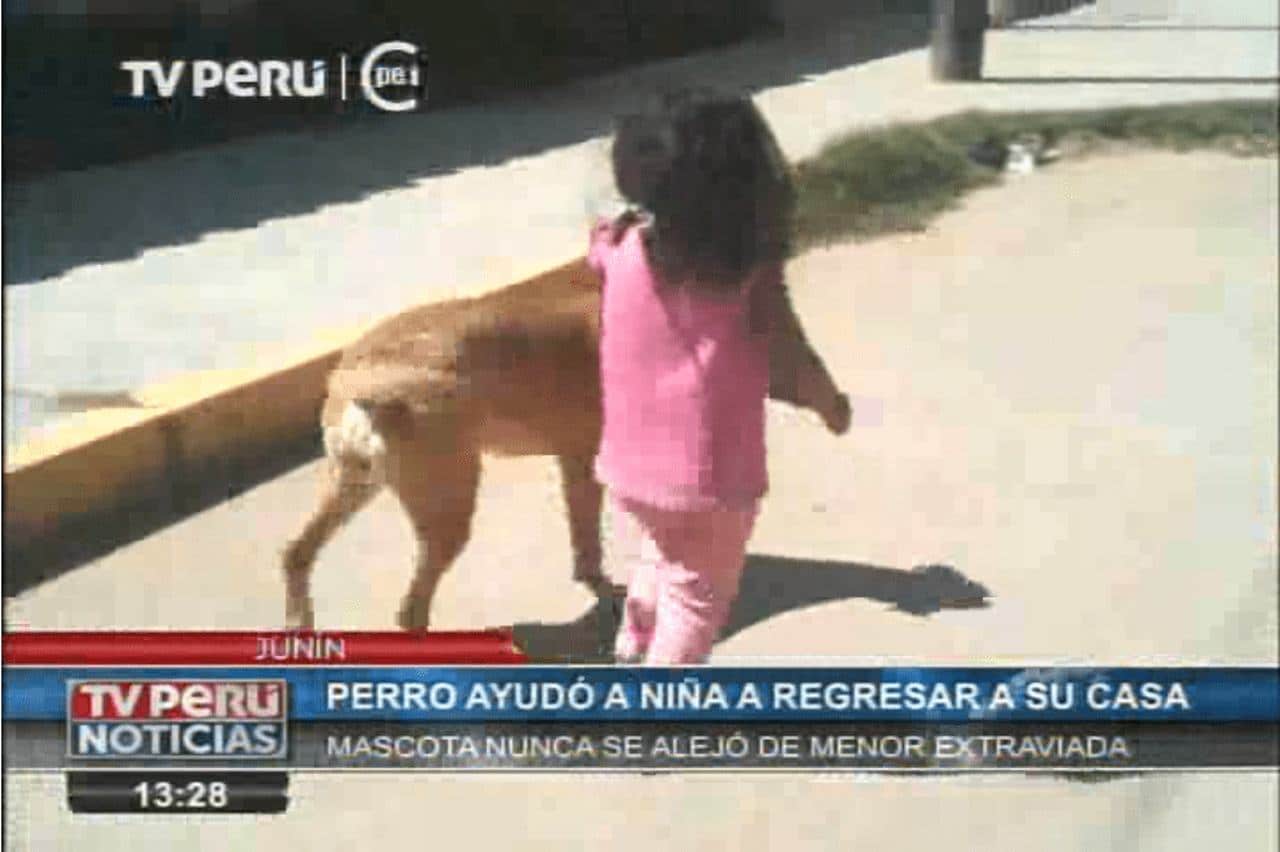 sabiaspalavras.com - Graças à ajuda de seu cachorro protetor menina perdida conseguiu voltar para casa