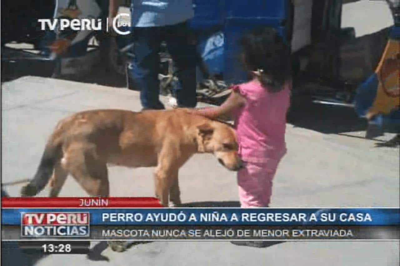 sabiaspalavras.com - Graças à ajuda de seu cachorro protetor menina perdida conseguiu voltar para casa