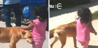 Graças à ajuda de seu cachorro protetor menina perdida conseguiu voltar para casa
