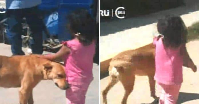 Graças à ajuda de seu cachorro protetor menina perdida conseguiu voltar para casa