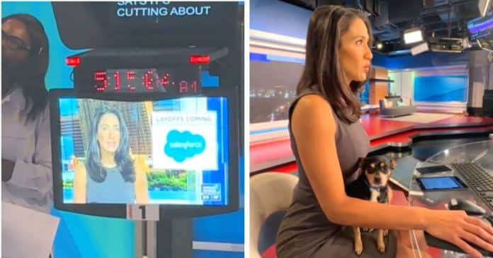 Jornalista surpreende ao levar seu cão para o trabalho e apresenta noticiário com ele no colo