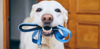 Mãe faz filhos e marido provarem que eles podem cuidar de um cachorro sem a sua ajuda