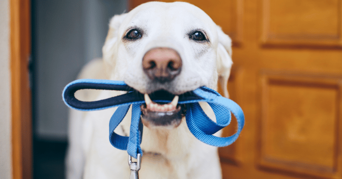 Mãe faz filhos e marido provarem que eles podem cuidar de um cachorro sem a sua ajuda