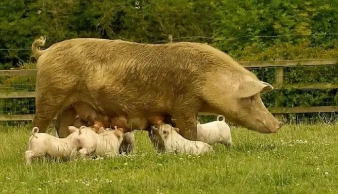 Porca grávida foge para dar à luz seus filhotes e agora eles vivem livres em um santuário