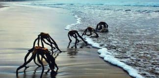 ‘Criaturas’ rastejando em praia na África do Sul provocam pânico: “É seguro entrar na água?”
