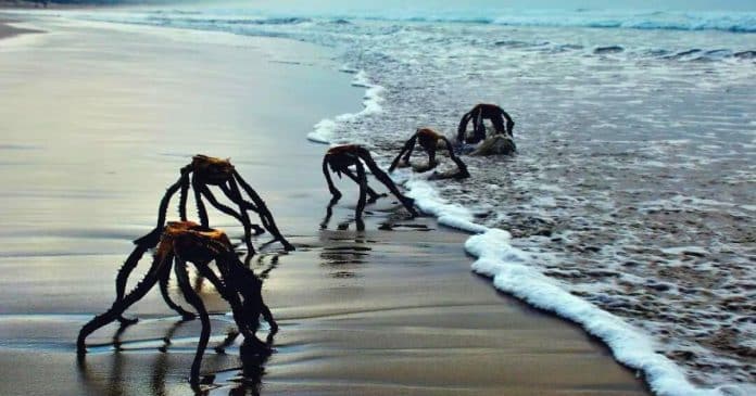 ‘Criaturas’ rastejando em praia na África do Sul provocam pânico: “É seguro entrar na água?”