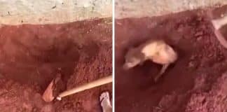 Idosa enterra cadela viva por se incomodar com latidos; veja vídeo