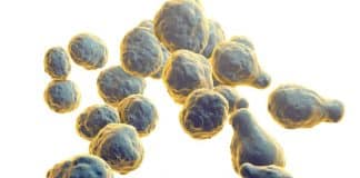 Infeções fúngicas potencialmente mortais se espalham pelos EUA a um ritmo “preocupante”